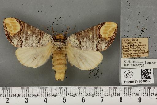 Phalera bucephala bucephala (Linnaeus, 1758) - BMNHE_1639553_208707