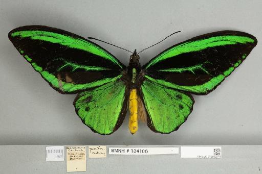 Ornithoptera priamus poseidon Doubleday, 1847 - 013603974__