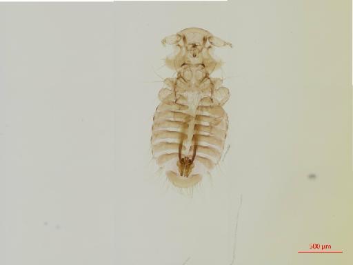 Austrogoniodes keleri Clay, 1967 - 010668672__2017_07_28-Scene-1-ScanRegion0