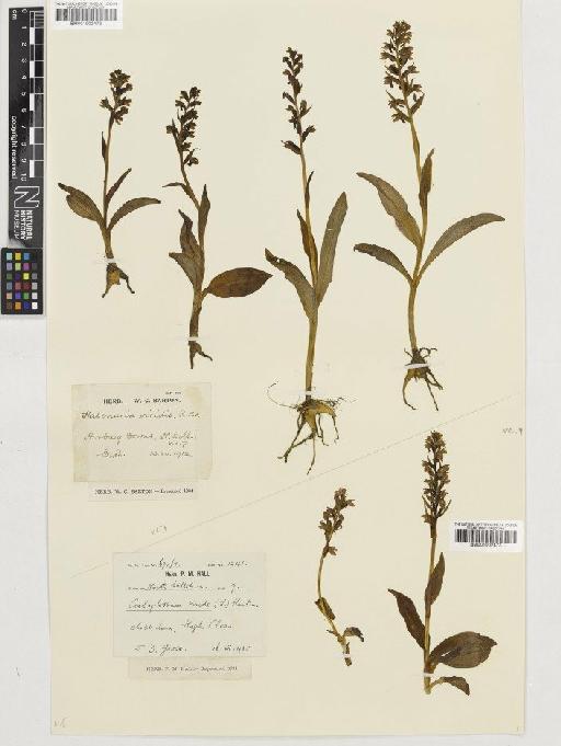 Coeloglossum viride (L.) Hartm. - BM001002472