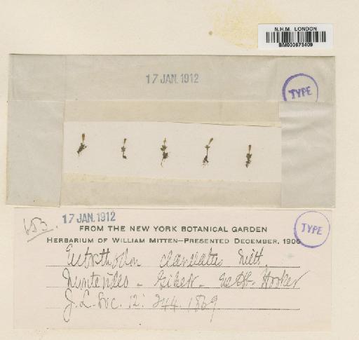 Entosthodon apophysatus (Taylor) Mitt. - BM000873409