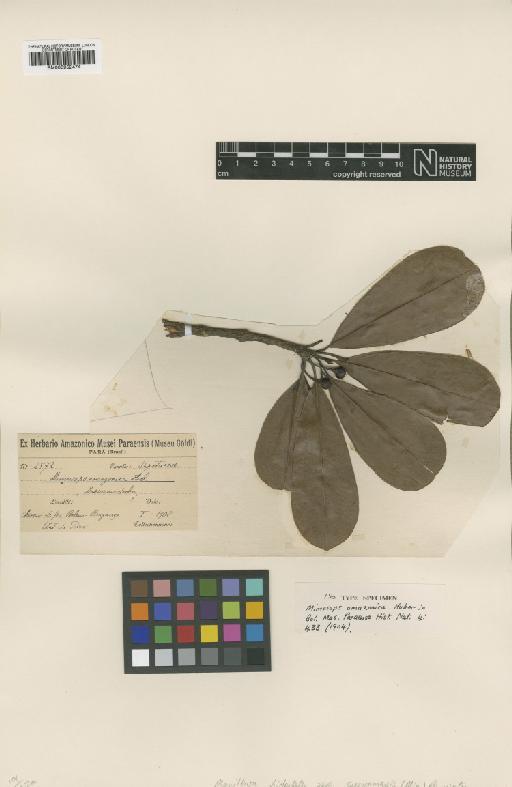 Manilkara bidentata subsp. swinamensis (Miq.) Penn - BM000952474