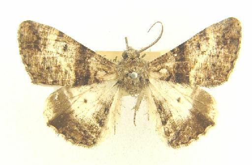 Gastrinodes argoplaca (Meyrick, 1892) - Gastrinodes argoplaca 987421