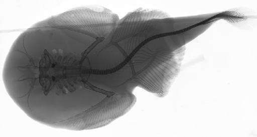 Diplobatis pictus Palmer, 1950 - BMNH 1953.3.6.3, Diplobatis pictus, Radiograph