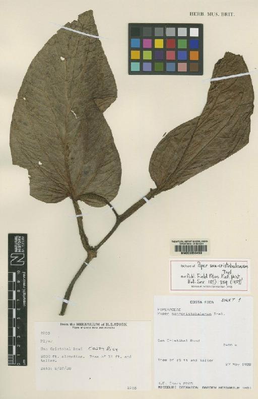 Piper san-cristobalanum Trel. - BM000630499