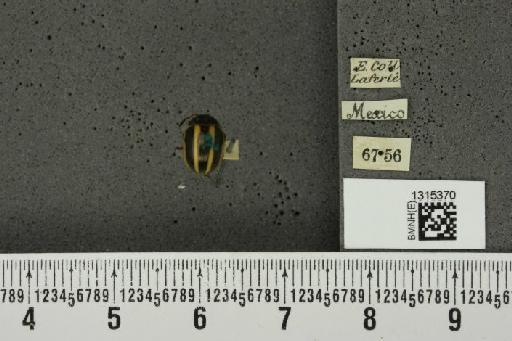 Leptinotarsa dahlbomi (Stål, 1859) - BMNHE_1315370_14962