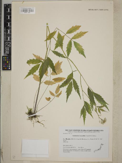 Cardamine leucantha (Tausch) O.E.Schulz - BM001118403