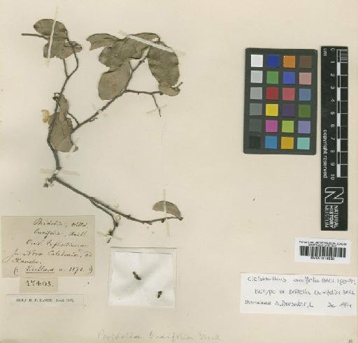 Cleistanthus buxifolia (Baill.) Gehrm. - BM001014830