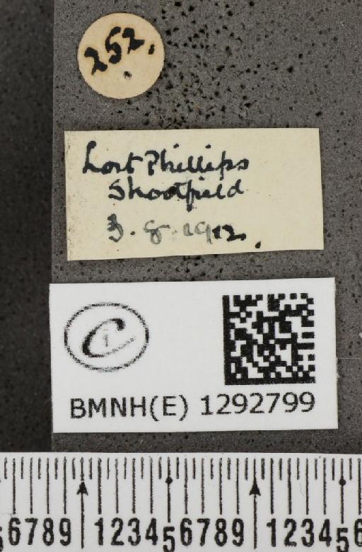 Lycaena phlaeas eleus (Fabricius, 1798) - BMNHE_1292799_label_130000