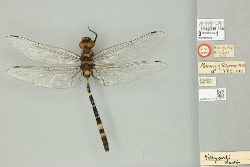 Macromia tillyardi Martin, 1906 - 013322972_dorsal