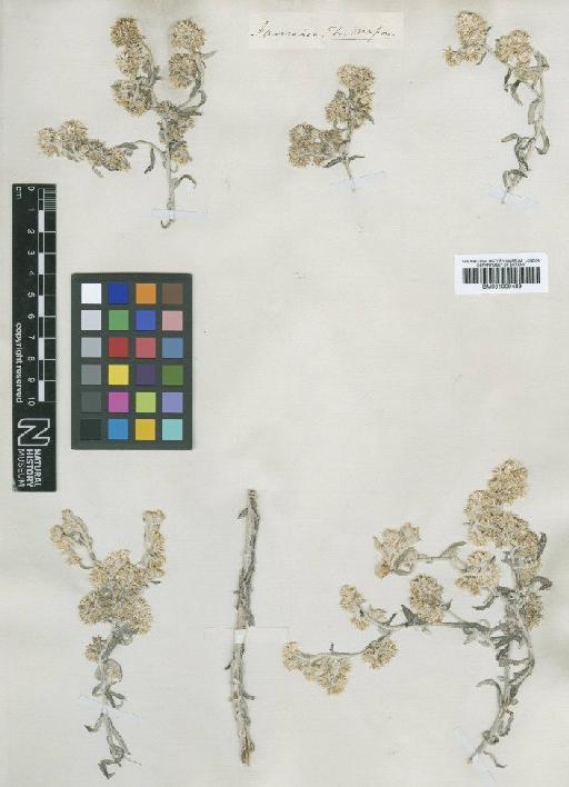 Gnaphalium albescens Sw. - BM001009489