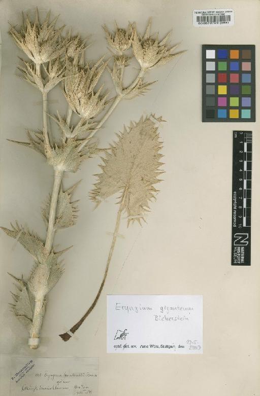 Eryngium giganteum M.Bieb. - BM000078793