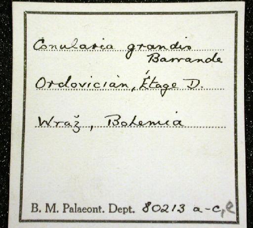 Pseudoconularia grandissima (Barrande, 1867) - 80213a-c, e. Conularia grandis (label-2)