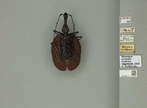 Mormolyce phyllodes Hagenbach, 1825 - 010799884_253134_945167