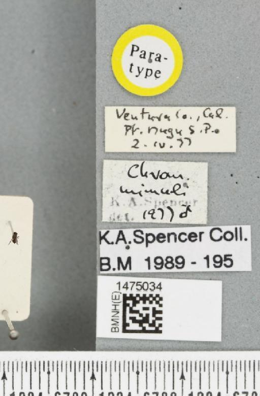 Chromatomyia mimuli Spencer, 1981 - BMNHE_1475034_label_48543