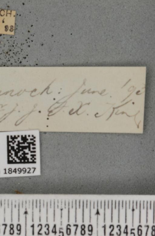 Macaria brunneata (Thunberg, 1784) - BMNHE_1849927_label_423205