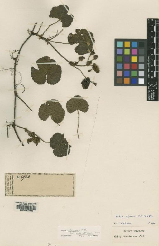 Rubus calycinus Wall. ex D.Don - BM000622321