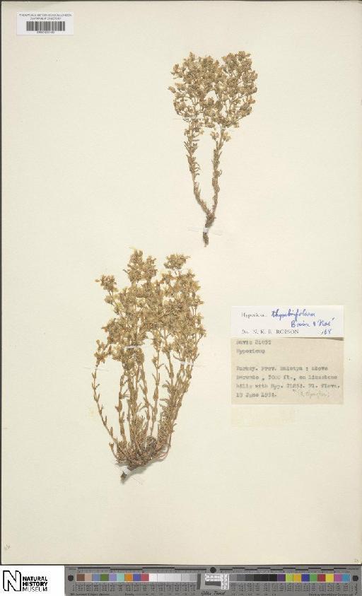Hypericum thymbrifolium Boiss. & Noë - BM001202480
