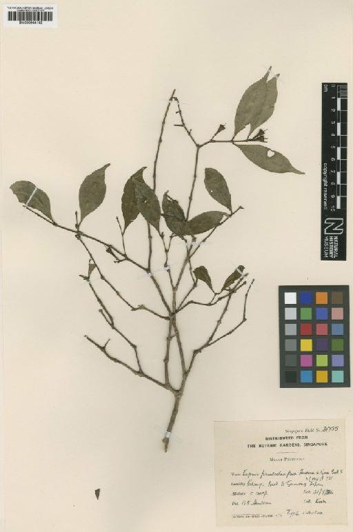Eugenia pseudoclaviflora M.R.Hend. - BM000944142