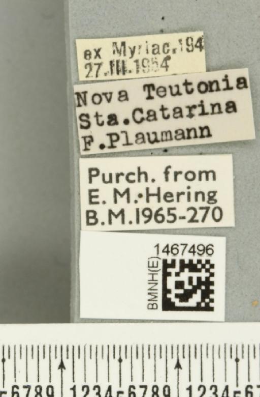 Anastrepha barbiellinii Lima, 1938 - BMNHE_1467496_label_40347