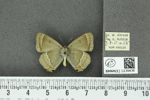 Neozephyrus quercus ab. infraflavomaculata Lempke, 1956 - BMNHE_1136430_94260