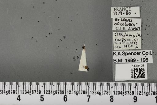 Ophiomyia improvisa Spencer, 1966 - BMNHE_1473126_47456