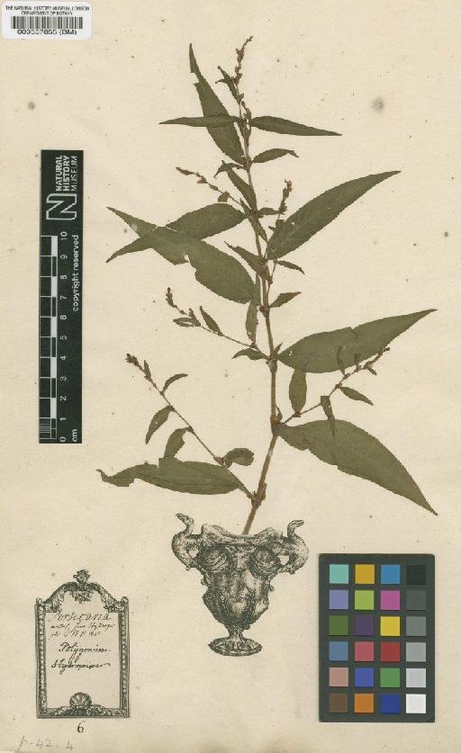 Polygonum hydropiper L. - BM000557855