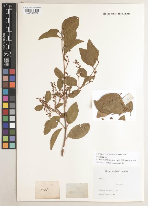 Bunchosia media (W.T.Aiton) DC. - BM015176622