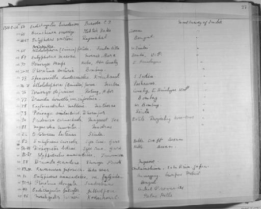 Megascolex mauritii - Zoology Accessions Register: Annelida & Echinoderms: 1924 - 1936: page 27