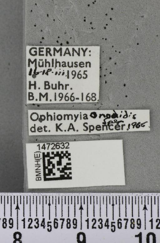 Ophiomyia ononidis Spencer, 1966 - BMNHE_1472632_label_60380