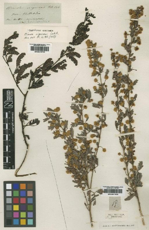 Acacia nigricans (Labill.) R.Br. - BM000796720