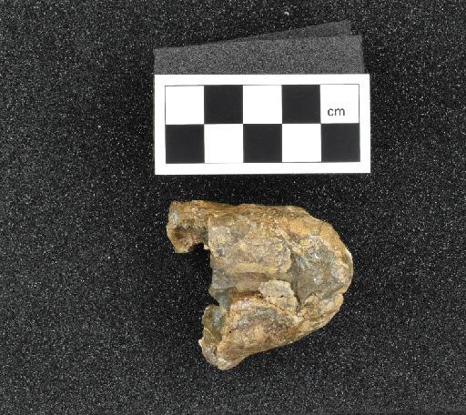 Cynosaurus suppostus (Owen, 1876) - NHMUK PV R 1718 - dorsal