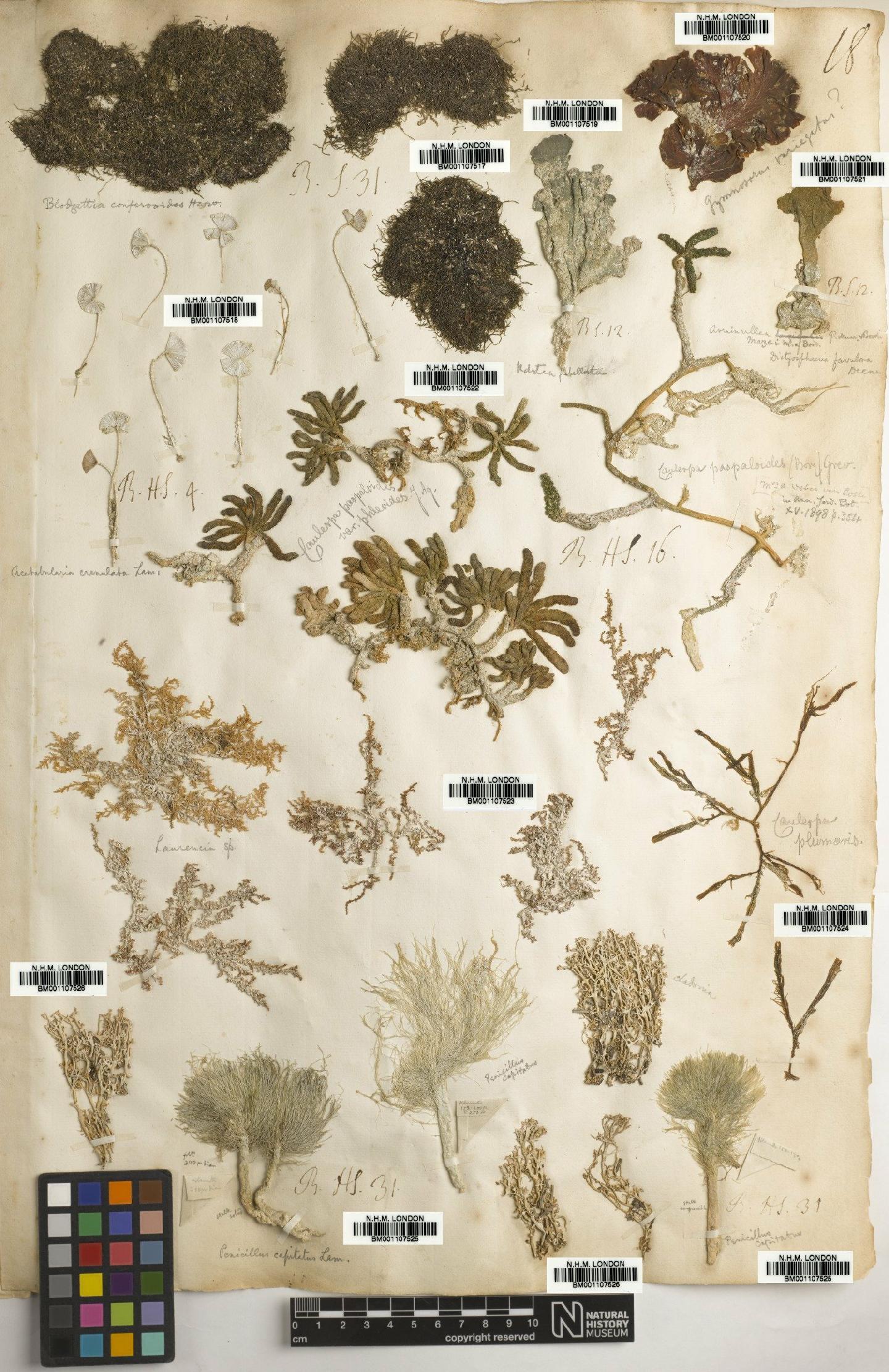 To NHMUK collection (Gymnosorus variegatus (J.V.Lamour.) J.Agardh; NHMUK:ecatalogue:2734449)