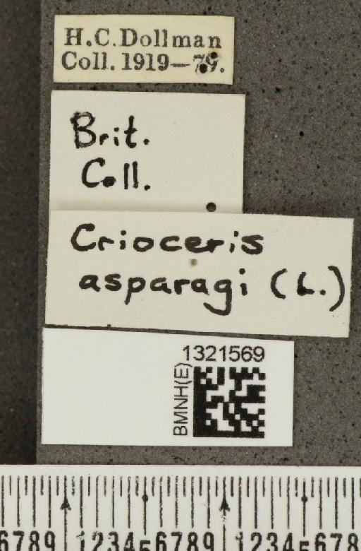 Crioceris (Crioceris) asparagi (Linnaeus, 1758) - BMNHE_1321569_a_label_11421