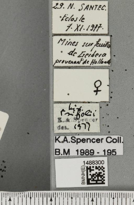 Liriomyza trifolii (Burgess, 1880) - BMNHE_1488300_label_52147