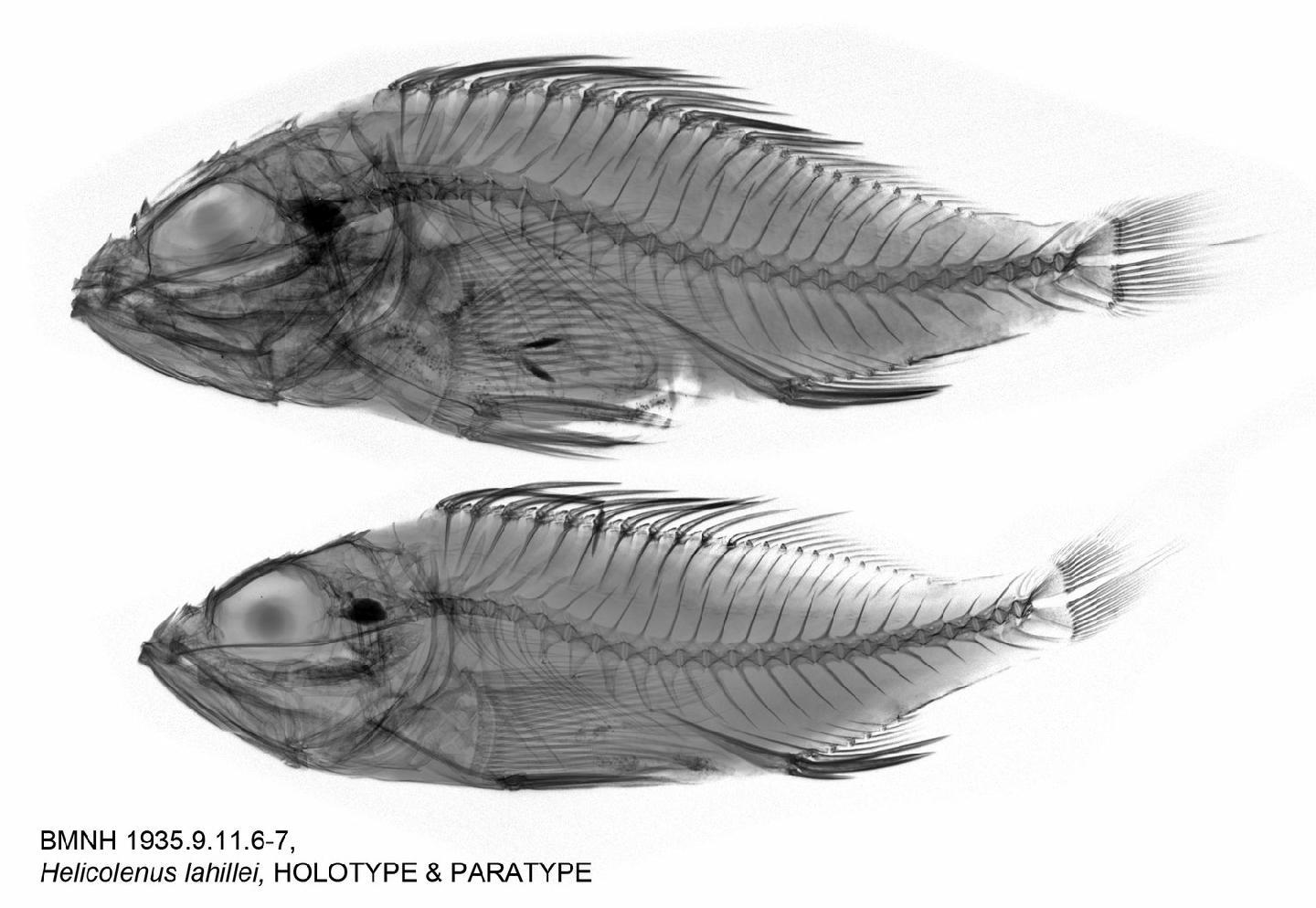 To NHMUK collection (Helicolenus lahillei Norman, 1937; Holotype & Paratype(s); NHMUK:ecatalogue:2514598)