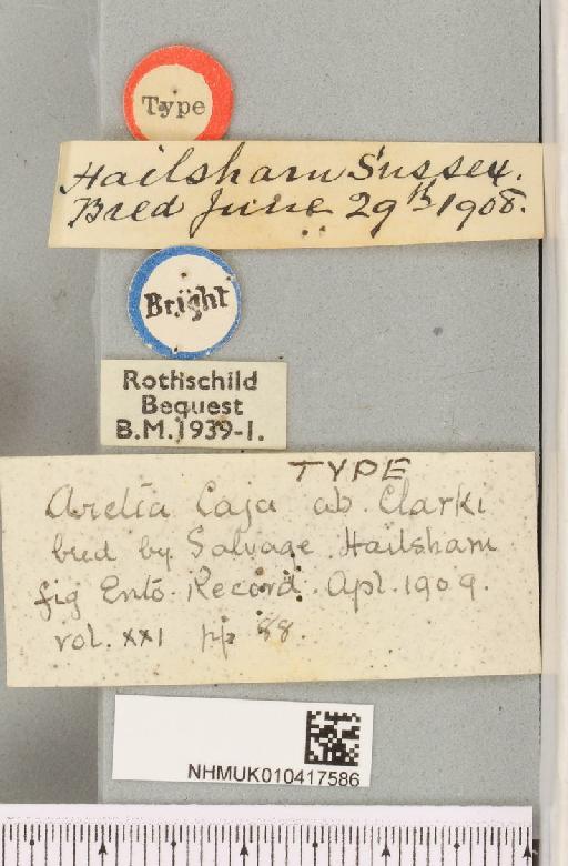 Arctia caja ab. clarki Tutt, 1909 - NHMUK_010417586_label_530015