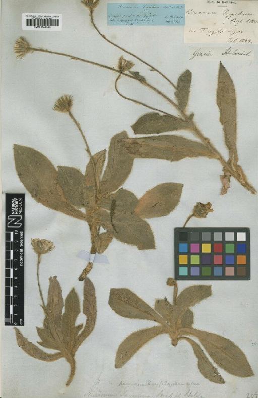 Hieracium pannosum var. taygetum Boiss. - BM001047989