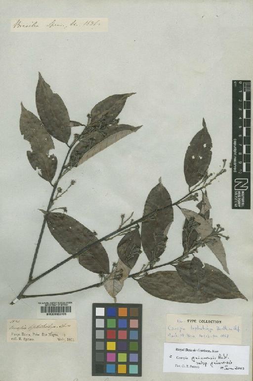 Couepia guianensis subsp. guianensis - BM000602485