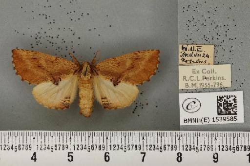 Ptilodon capucina (Linnaeus, 1758) - BMNHE_1539585_247165