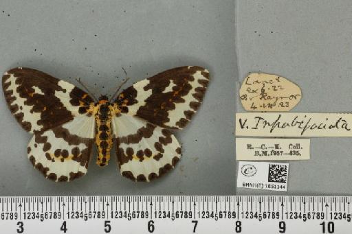 Abraxas grossulariata ab. lunulata Porritt, 1920 - BMNHE_1851144_414553