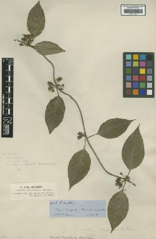 Manettia reclinata L. - BM001191295