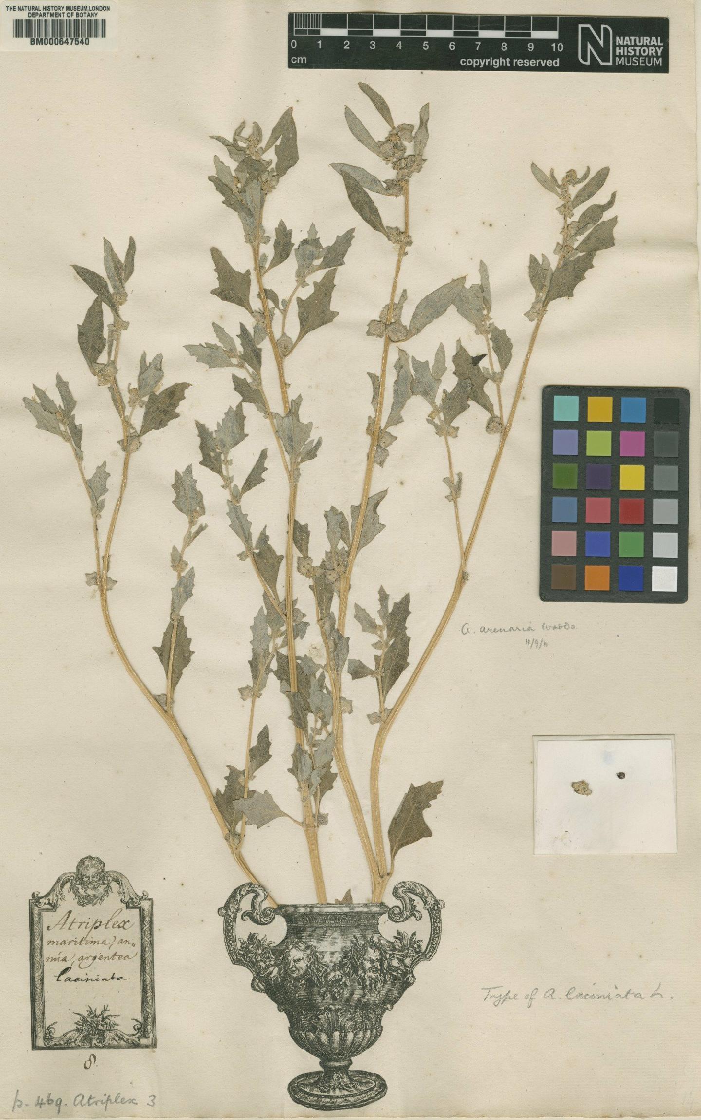 To NHMUK collection (Atriplex laciniata L.; Lectotype; NHMUK:ecatalogue:4704579)