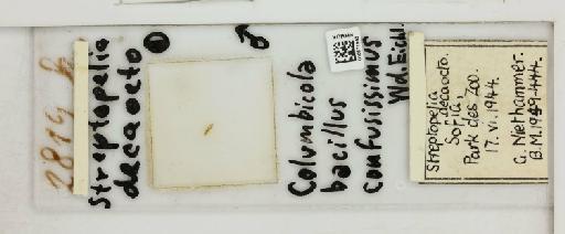 Columbicola columbae bacillus Giebel, 1866 - 010671993_816420_1432001