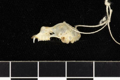 Rhinolophus refulgens cuneatus Andersen,  1918 - 1907_1_9_3-Rhinolophus_refulgens_cuneatus-Holotype-Skull-lateral