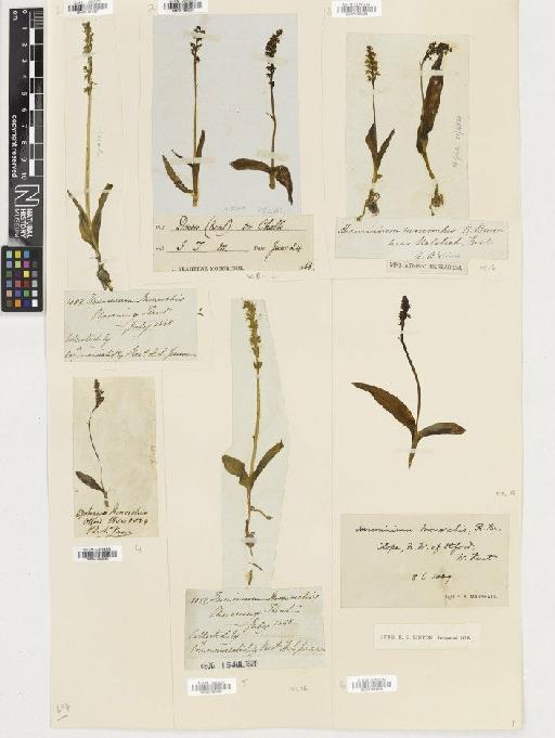 Herminium monorchis (L.) R.Br. - BM001080592