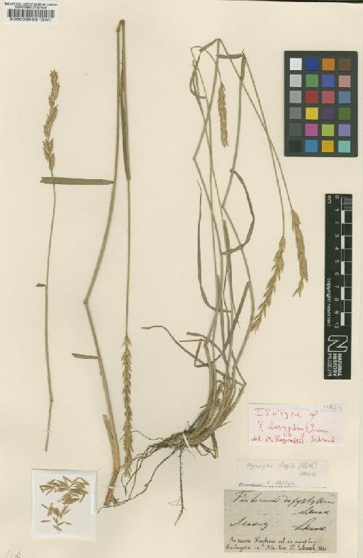 Triticum dasyphyllum Schrenk - BM000086993