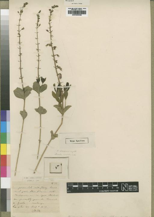 Orthosiphon nigripunctatus Taylor - BM000910018