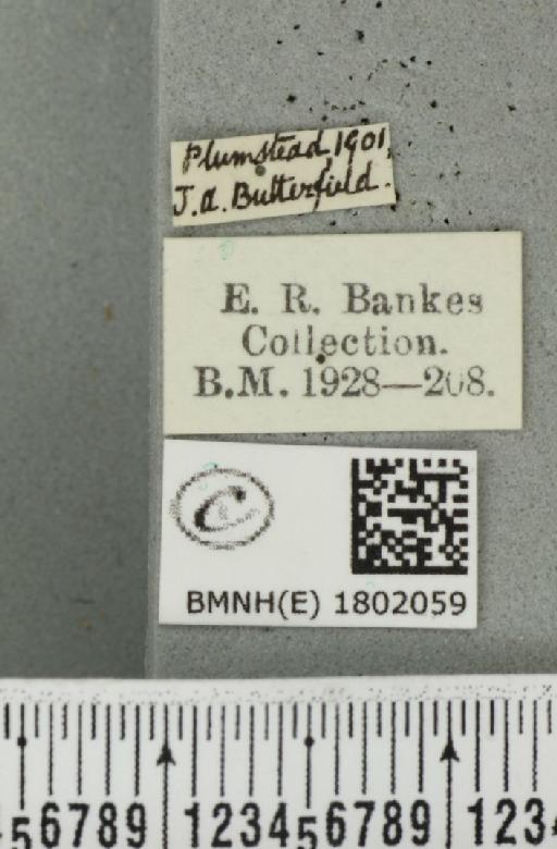 Pasiphila rectangulata ab. grisescens Lempke, 1951 - BMNHE_1802059_label_377996