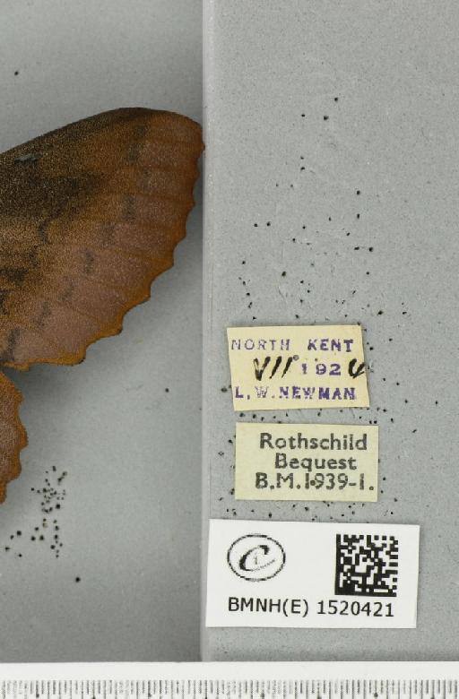 Gastropacha quercifolia (Linnaeus, 1758) - BMNHE_1520421_label_198281